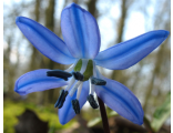 Пролеска сибирская (голубые цветы)