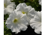 Петуния белая Браво Дримс Фалькон Лимбо (крупноцветковая)