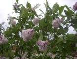 Сирень венгерская (фиолетовые цветы)