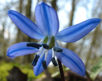 Пролеска сибирская (голубые цветы)